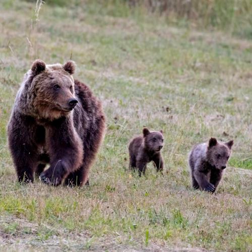 Monitoraggio femmine di orso bruno marsicano con cuccioli