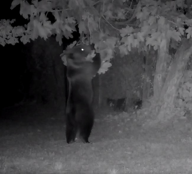 Mamma orsa e i suoi due cuccioli in cerca di frutta nella Riserva Monte Genzana (video)