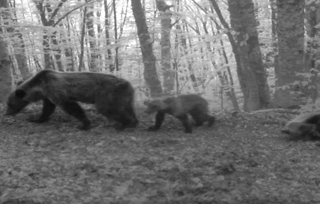 Conta delle femmine con cuccioli di orso bruno marsicano