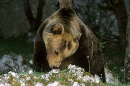 Incursioni dell'orsa Gemma a Scanno: una pattuglia di guardiaparco presidierà il territorio