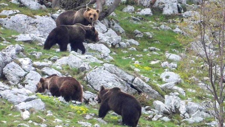 Lo straordinario spettacolo degli orsi bruni marsicani nelle fotografie di Pietro Santucci||||