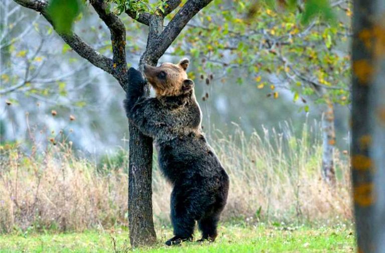 Territori a misura d'orso