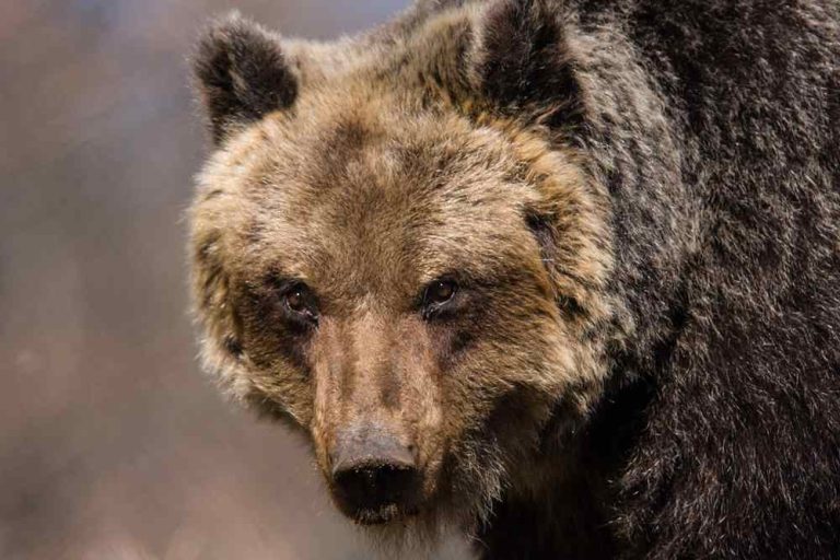 Orso bruno marsicano: approvata importante convenzione per garantirne la riproduzione e favorire il popolamento dell'Appennino