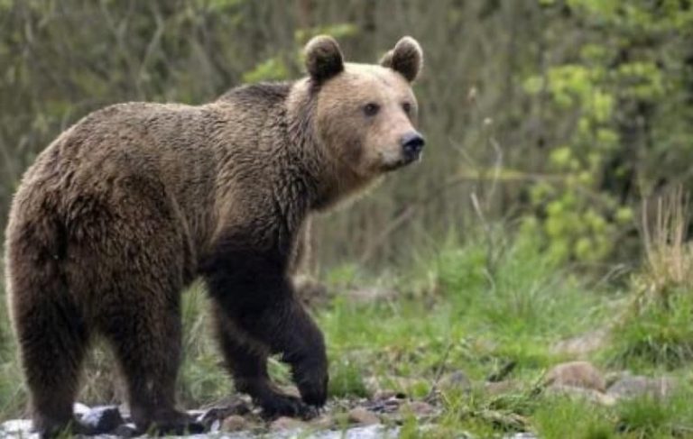 Aggredito da un orso mentre passeggiava