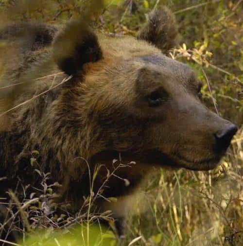 L'orso bruno marsicano alla conquista di Londra