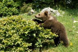 Orso bruno marsicano avvistato sull'Altopiano delle Rocche