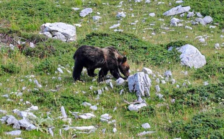 Orsi bruni marsicani avvistati a Civita d'Antino