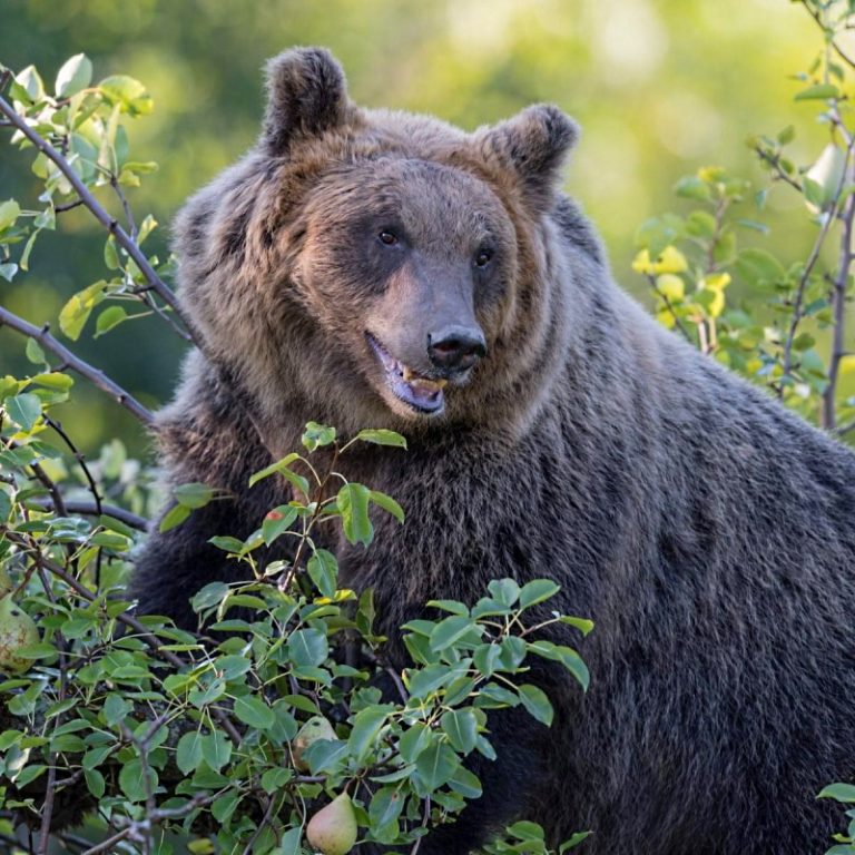 Tempo di bilanci per il progetto LIFE Bear-Smart Corridors: il ruolo delle comunità per la conservazione dell'orso in Appennino