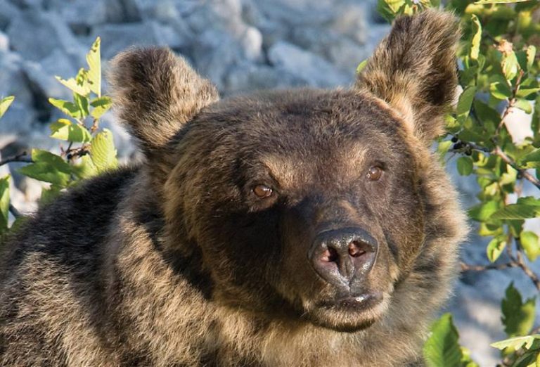 "Convivere con l'orso è possibile?" Sabato 23 Marzo incontro CAI Valle Roveto e Salviamo l'Orso a Civitella Roveto|