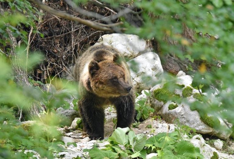 Comunità a misura d'orso: formati protocolli d'intesa tra PNALM e Comuni. Per la Marsica coinvolti Gioia