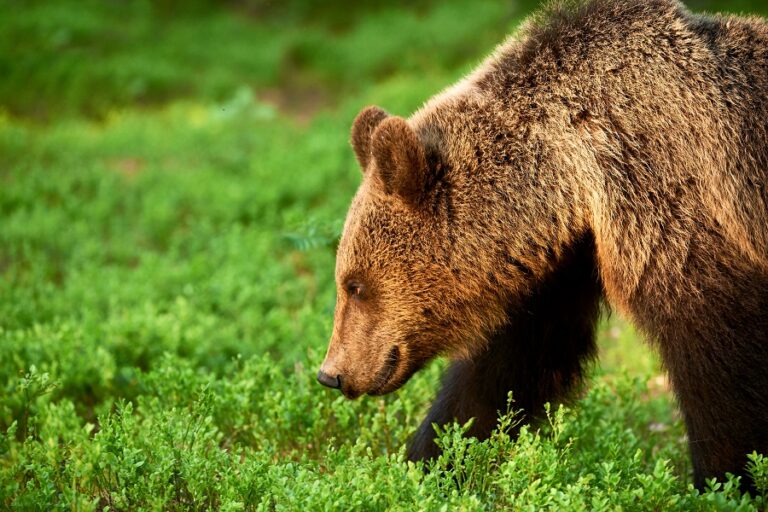 Pannelli informativi LIFE Bear-Smart Corridors nelle Comunità a misura d'orso, PNALM: "Nei prossimi mesi se ne aggiungeranno altri"