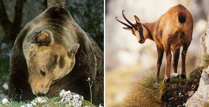 Prima dell’orso e del camoscio: predatori e prede di 10 milioni di anni fa