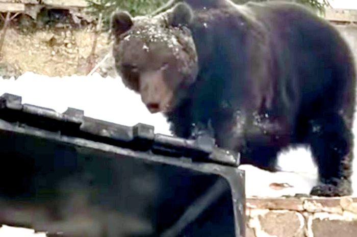 Orso bruno marsicano rovista tra i cassonetti dei rifiuti: polemica tra Salviamo l'Orso e il Sindaco