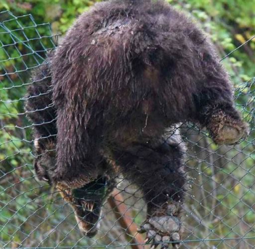 Orso bruno marsicano