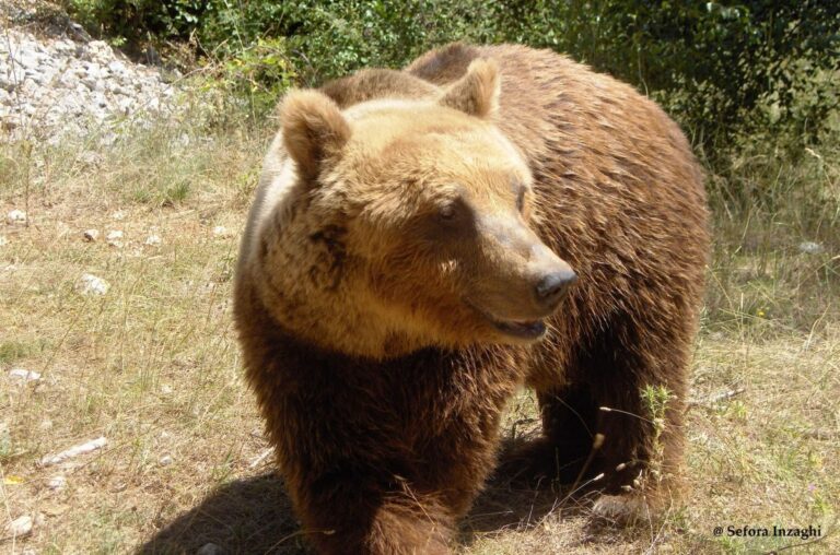 Quando un orso entra in paese non va inseguito e non va filmato