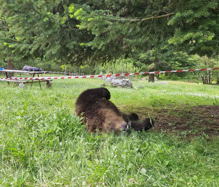 Orso trovato morto