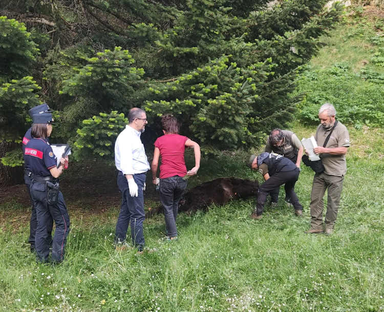 Orso bruno marsicano rinvenuto senza vita, AIDAA: "Sarebbe interessante conoscere i risultati dell'autopsia"