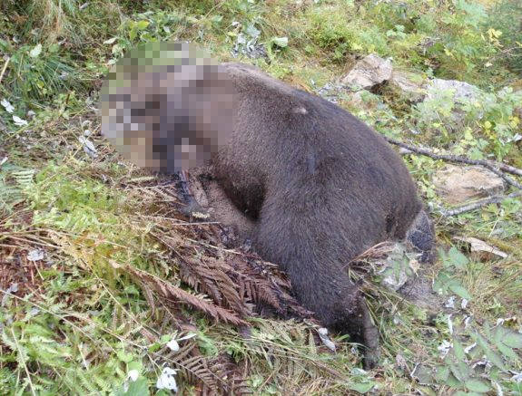 Un orso bruno marsicano trovato morto tra Scanno e Rocca Pia: non si esclude l'avvelenamento