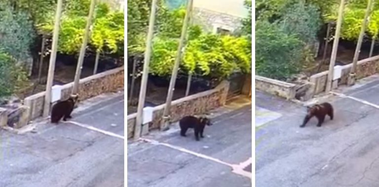 Per la prima volta un orso bruno marsicano avvistato per le strade di un paesino laziale del Parco Nazionale