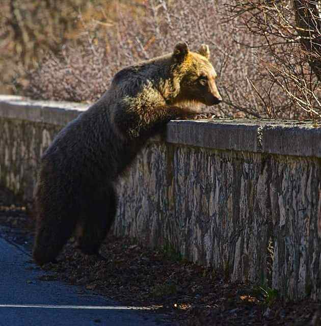 Incontro con l'orso bruno marsicano