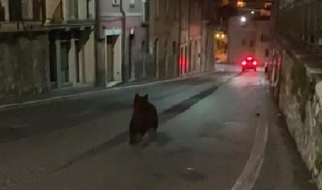 |||Nuove visite notturne dell'orso marsicano a Santa Maria