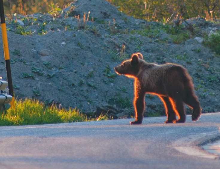 Gestione e conservazione dell'orso bruno marsicano