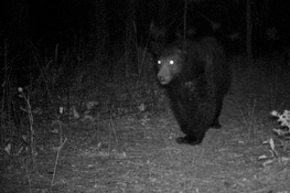 Nuove visite notturne dell'orso marsicano a Santa Maria