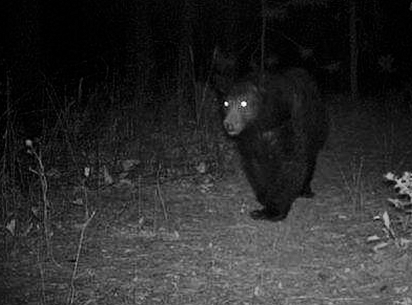 Nuove visite notturne dell'orso marsicano a Santa Maria