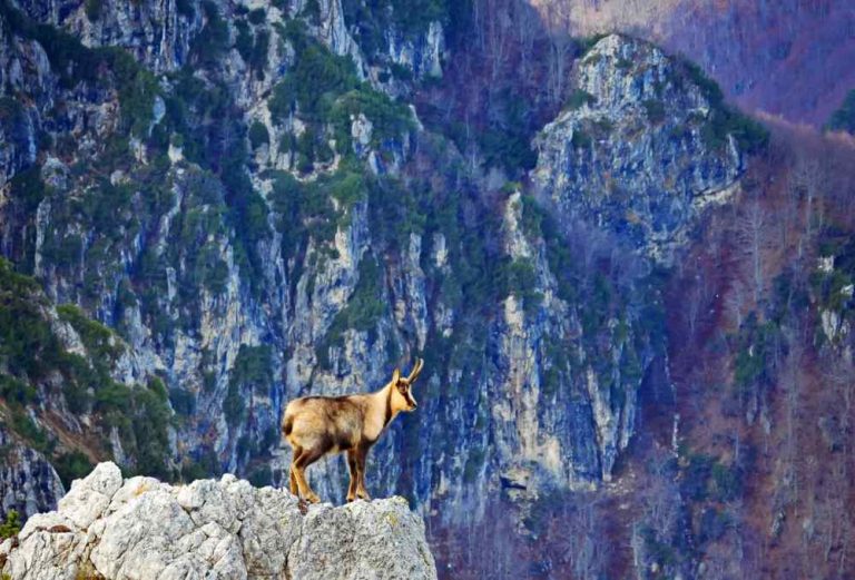 Oggi si celebrano i 100 anni dell'istituzione del Parco Nazionale d'Abruzzo