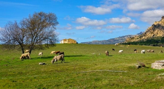 Contributi per il miglioramento dei pascoli: 6