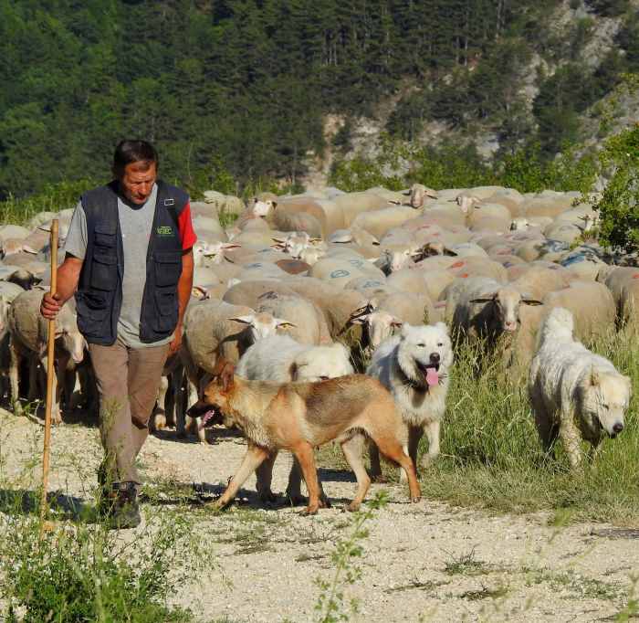 In ricordo del pastore Nicola: "Mancherai al Monte Sirente che rallegravi coi tuoi fischi"