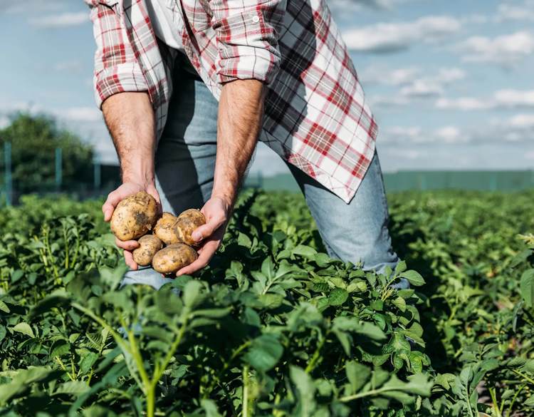 Agricoltura: sostegni per azioni di informazione e promozione di prodotti agricoli e alimentari di qualità