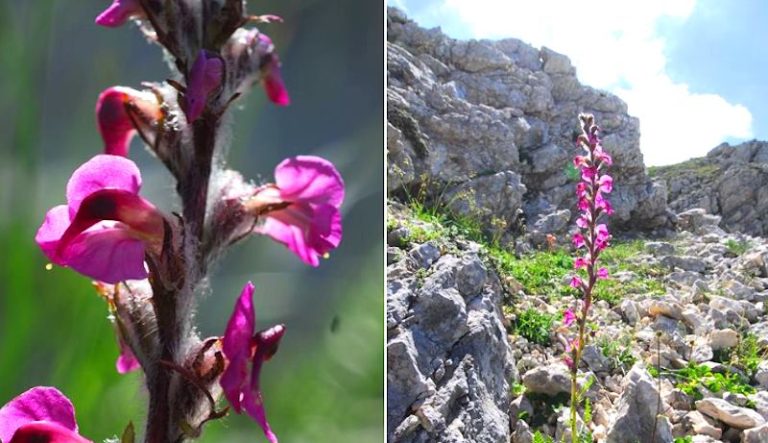 Pediculare marsicana: scoperta una nuova pianta presente solo in alcune località del Parco Nazionale d'Abruzzo