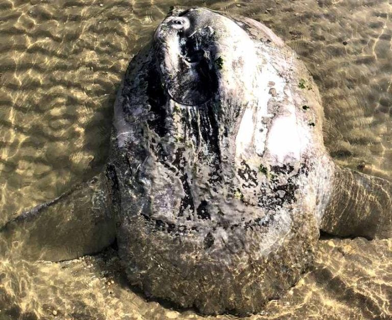 Rinvenuto un raro pesce luna sulla costa abruzzese