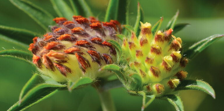 Scoperta una nuova specie vegetale nel Parco Nazionale d'Abruzzo Lazio e Molise