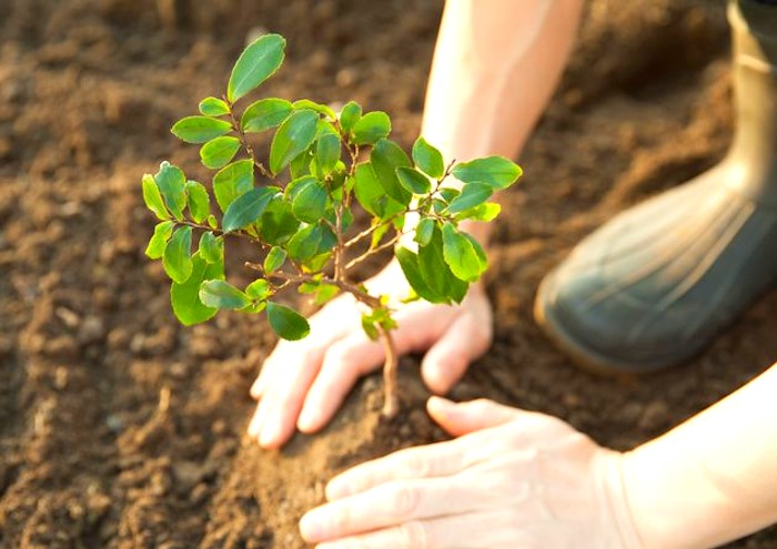 A Cerchio sarà piantato un albero per i bimbi nati nel 2023|