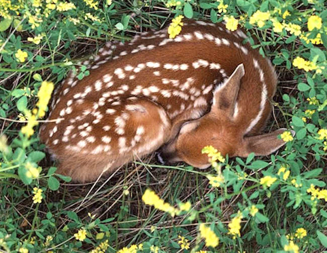 "Non toccate bambi": non avvicinatevi a piccoli di caprioli o di cervi nascosti tra erba o cespugli