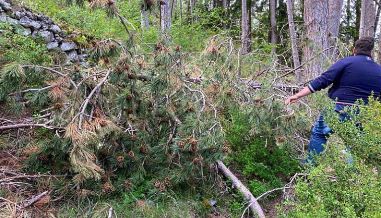 Gravi danni alla Pineta di Tagliacozzo. NOPVC: "c'è bisogno di un'opera forestale di bonifica importante"