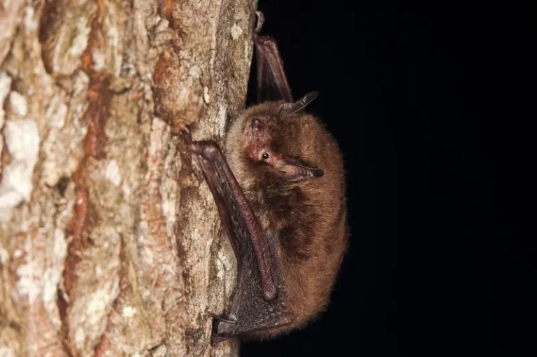 Nuovo studio rileva le anomalie dell'emergenza climatica sui pipistrelli del Parco Nazionale d'Abruzzo