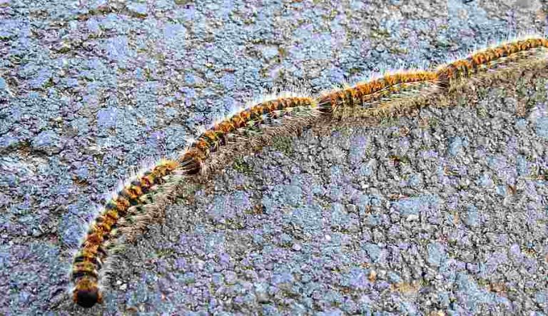 Segnalata la presenza della processionaria sulla strada di Pietraquaria: attenzione ai cani