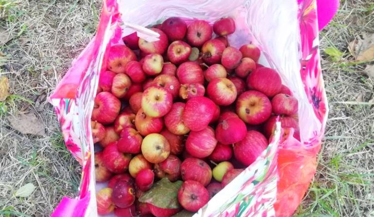 Raccogliere la frutta in parchi urbani e giardini per evitare di attrarre gli orsi: buona pratica condotta dal team di Rewilding Apennines