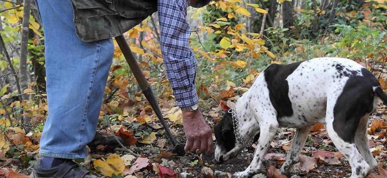 Raccolta dei tartufi nella zona esterna al perimetro del Parco Nazionale: definito nuovo calendario