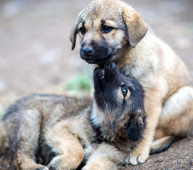 Concerto di solidarietà per aiutare cani e gatti randagi: il 2 Gennaio presso la chiesa di Santa Maria Valleverde a Celano|