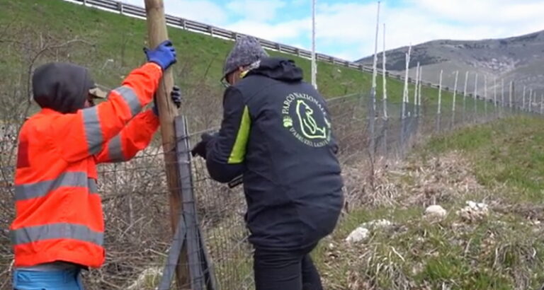 Recinzione elettrificata lungo l'Autostrada dei Parchi. Il PNALM si attiva per proteggere orsi e umani