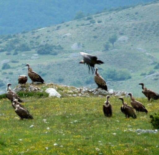 Riserva Orientata del Monte Velino: disponibile online la bozza del Piano di Gestione