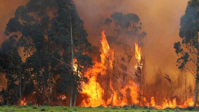 incendi boschivi