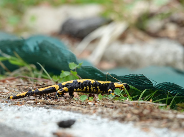 Sottopassi per l'attraversamento degli anfibi sotto la sede stradale: iniziativa del Parco Nazionale della Maiella lungo la SP 164|||||