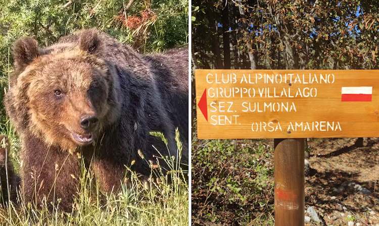 Tutto pronto per l'inaugurazione del Sentiero di Amarena: così Villalago ricorda mamma orsa