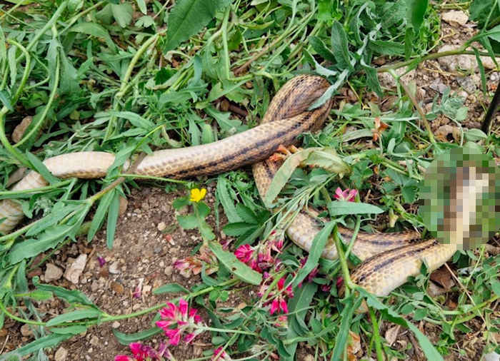 Serpente cervone ucciso nel giardino del Parco Nazionale della Maiella: "Oltre a essere un reato denota carenza di conoscenza"|