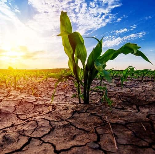 Siccità: domani la Giornata mondiale per la lotta alla desertificazione